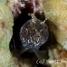 blenny_sailfin_lphr_gc_h_0280_cay4195.jpg